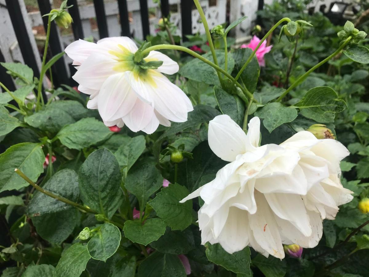 Dahlia Mount View Hotel Nuwara Eliya Zewnętrze zdjęcie