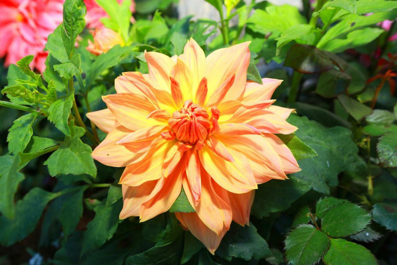 Dahlia Mount View Hotel Nuwara Eliya Zewnętrze zdjęcie